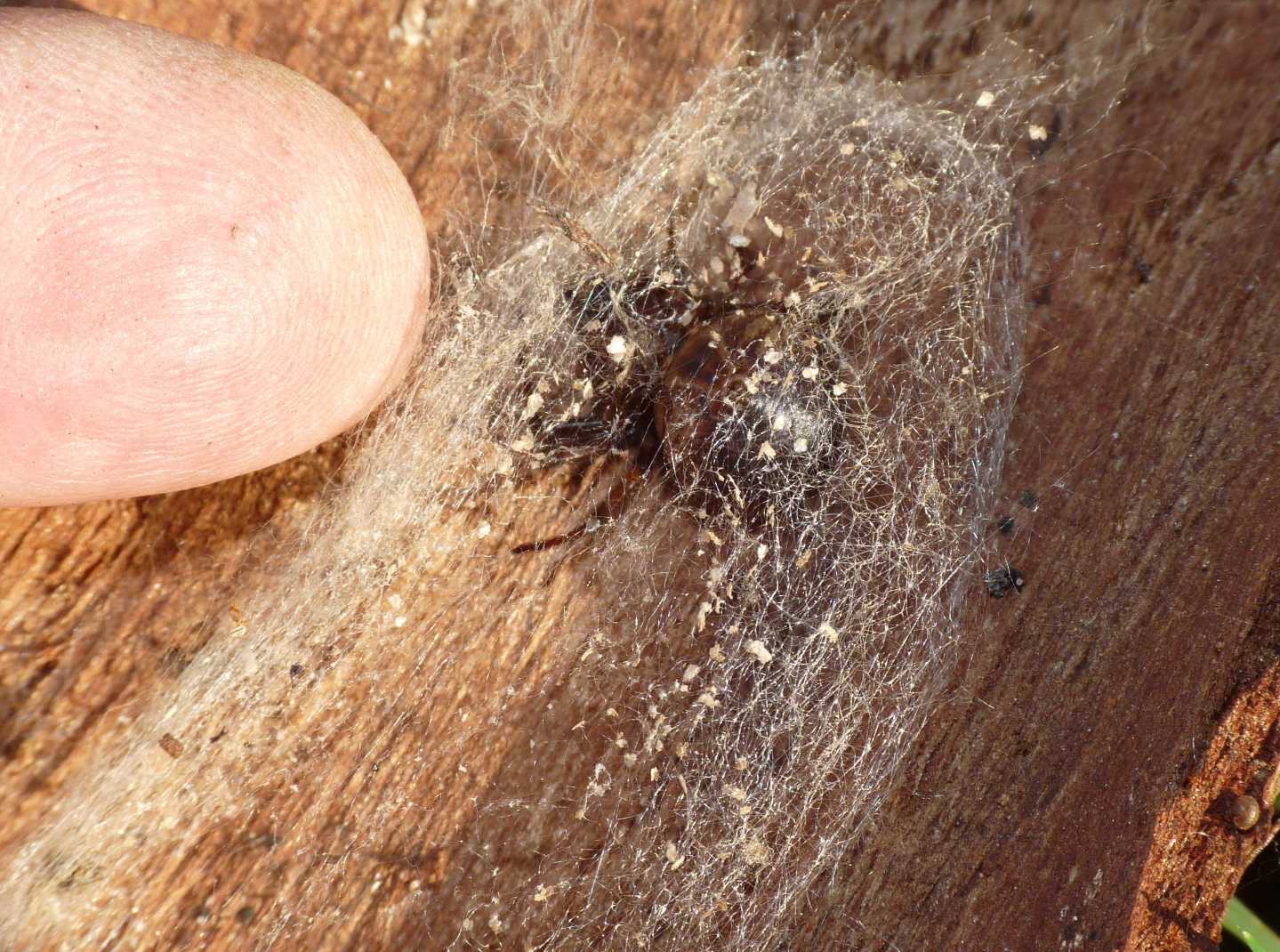 I fiocchetti bianchi della Steatoda nobilis